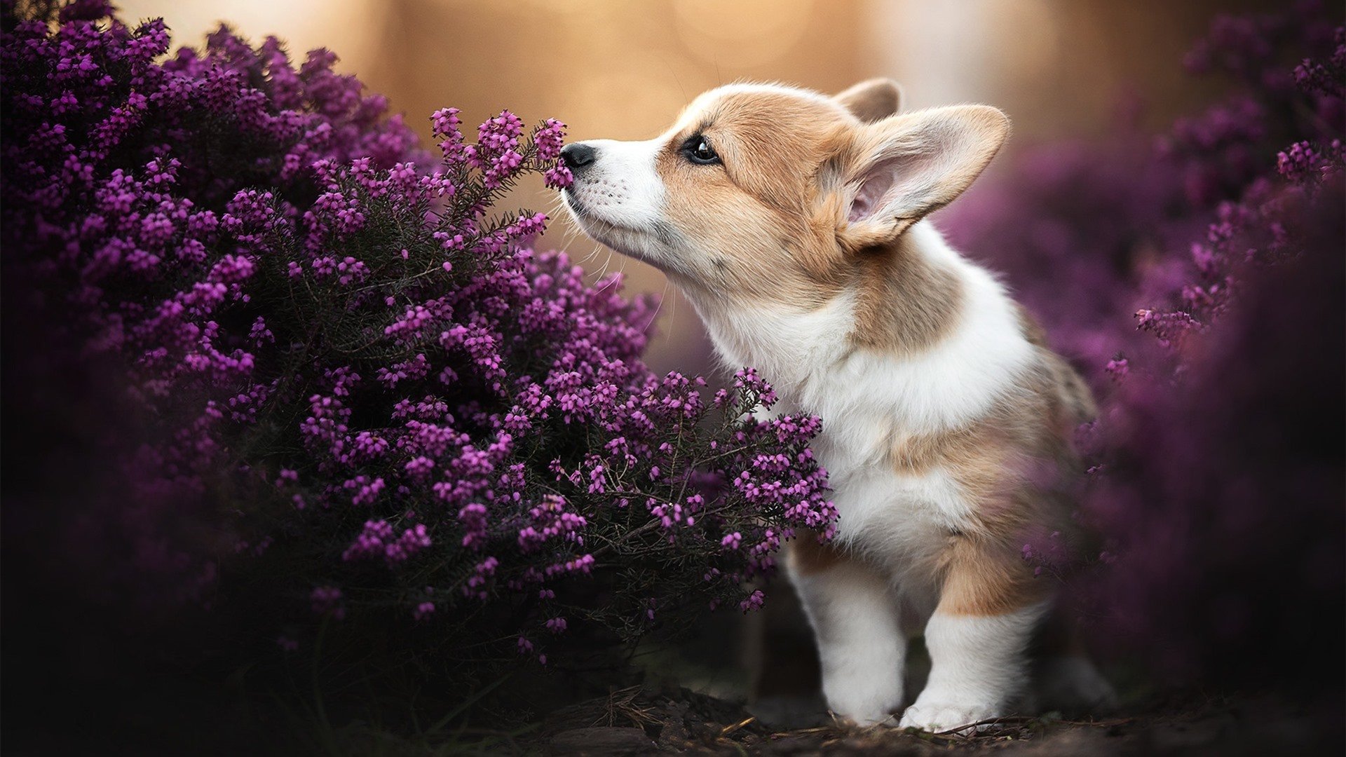 开云体育官网-新生代主宰赛场！杰伦格林惊天爆发，步行者团队篮球击溃76人改写东部格局