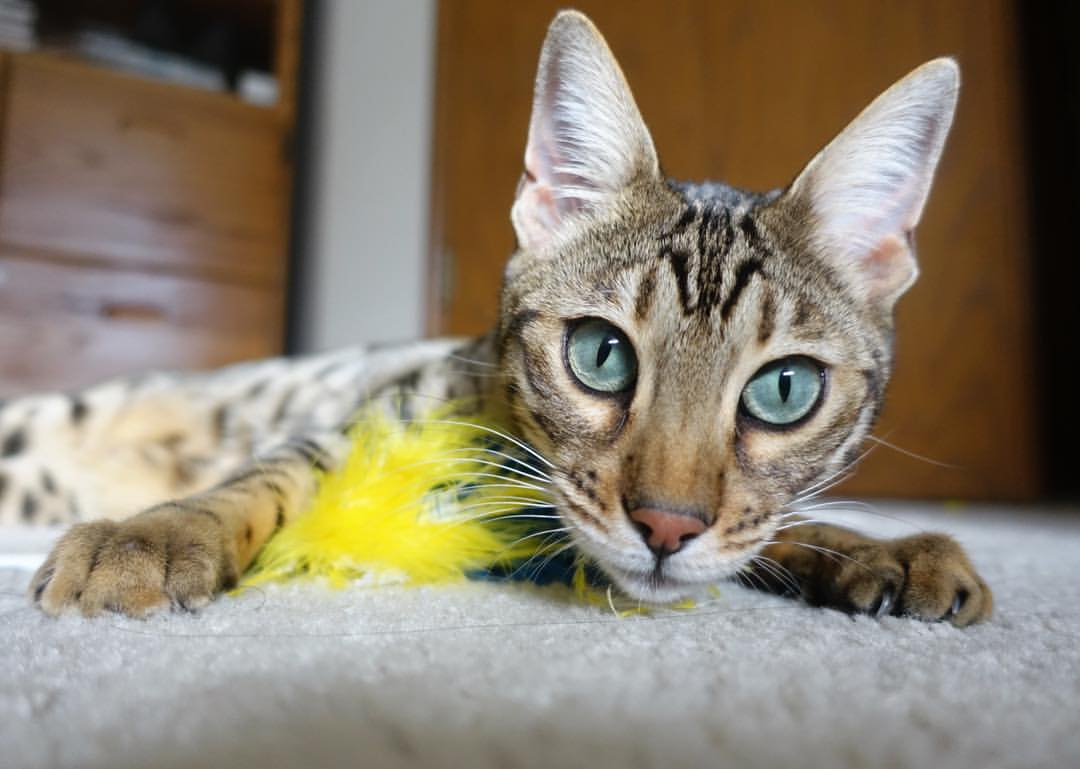 开云体育在线-友谊赛巅峰对决，哥伦比亚3-1佛罗伦萨，久保建英独造两球成关键先生